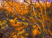 Ruth Tait oil painting thumbnail image
